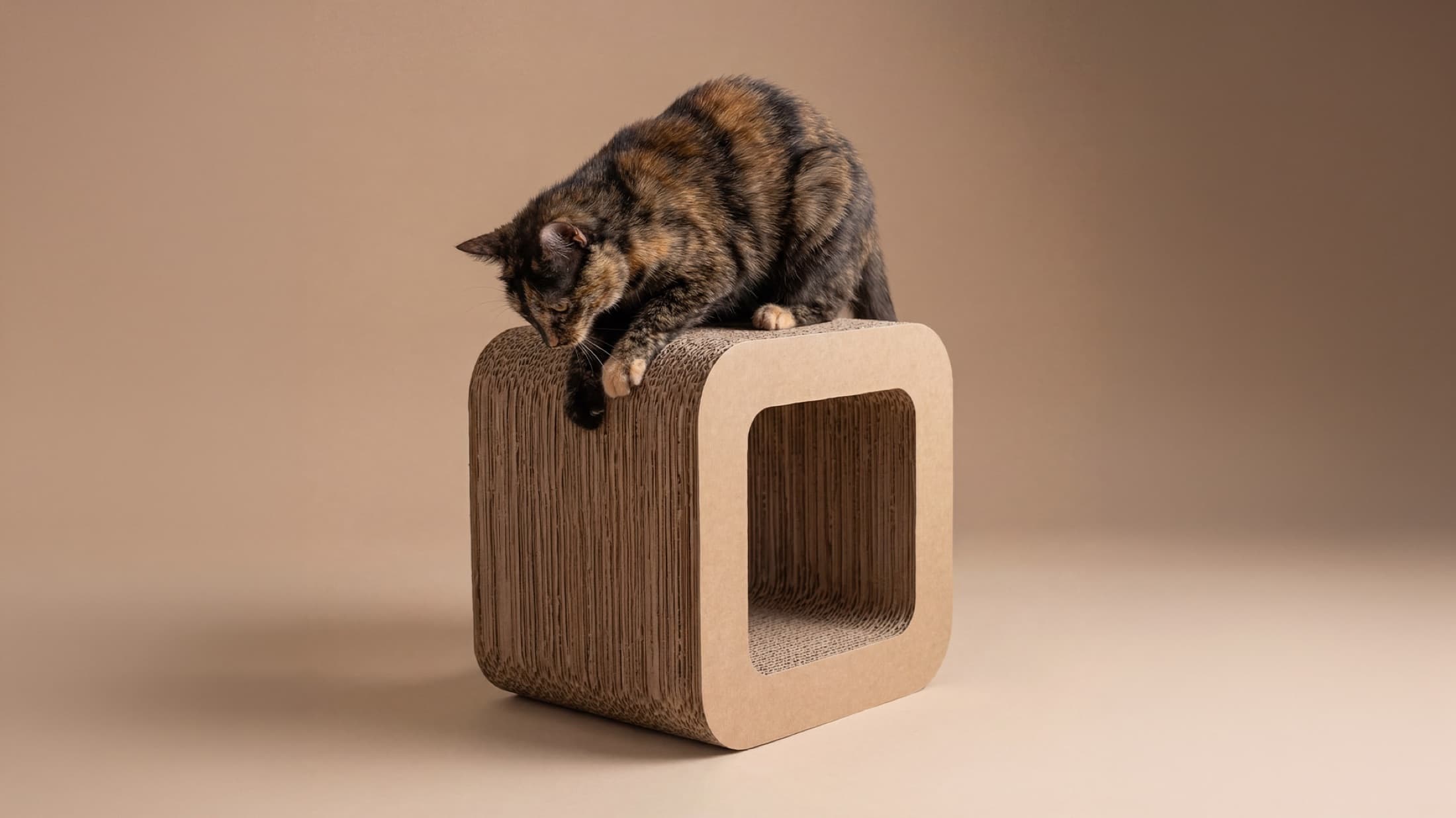 Katze auf dem Pawment CUBE Kratzmöbel aus Wellpappe
